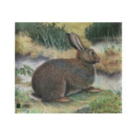 JVD üregi nyúl lőlap